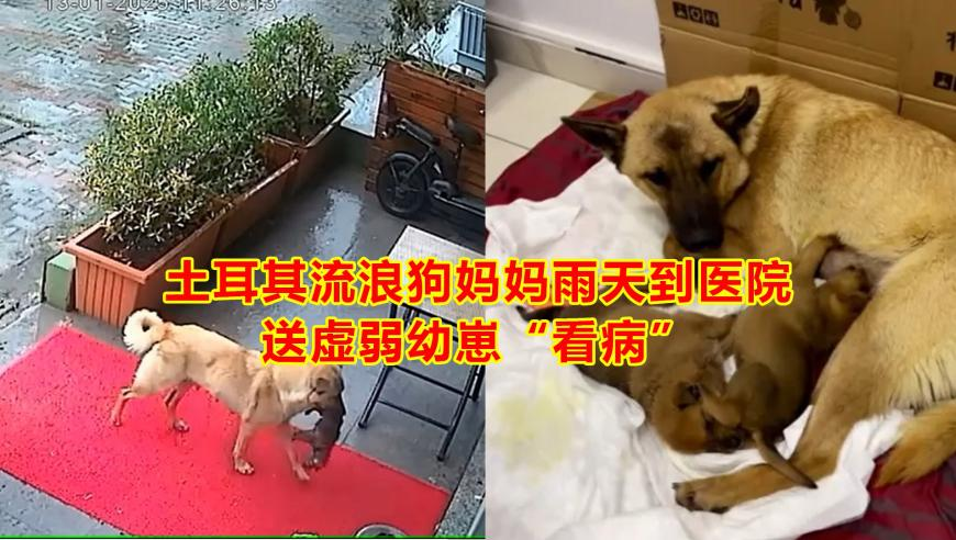 美国撞机事故已致18人遇难,2025新澳门7777888888管家婆网,国产化作答解释落实_工具版V11.97
