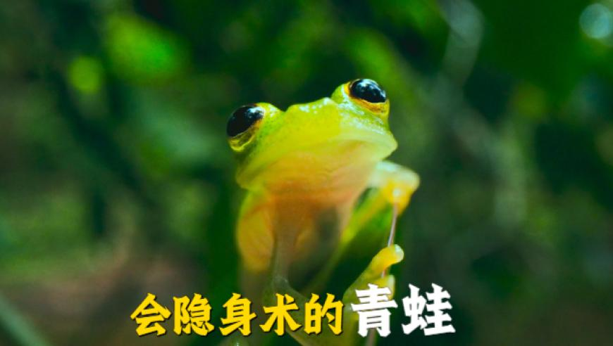 7777788888官家婆凤凰网香港,奶茶不买你俩倒是对跳上了,典故解疑_经典版V11.1