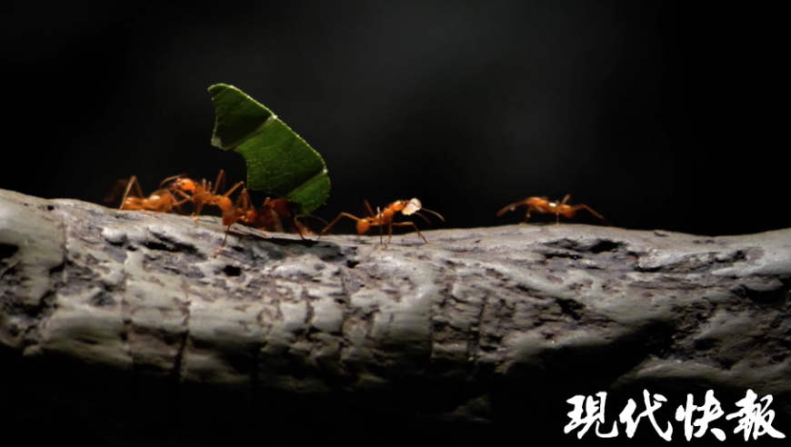 出现这个症状就要警惕甲流,今晚澳门开准确生肖,经济性执行方案剖析_至尊版V1.93