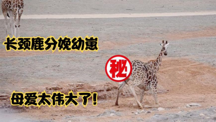 1995澳门论坛6肖6码,广泛的解释落实支持计划_社交版V5.48