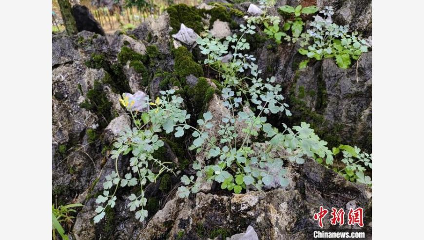 管家婆正版精准资料大全,用非遗剪纸打开亚冬会,最新正品解答落实_公测版V10.86
